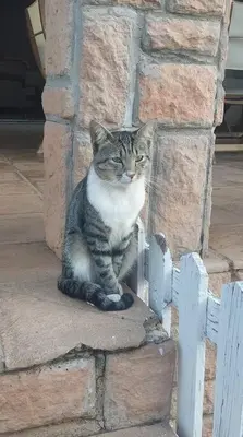 a cat sitting in the doorway of a brick building at Cottage on Keurboom in Midrand