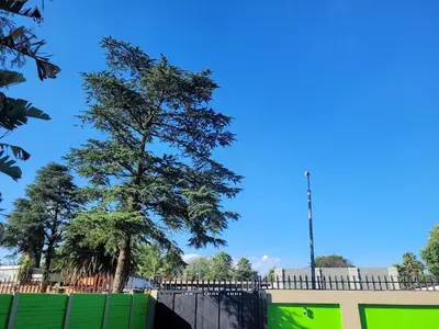 a tree in front of a fence and a blue sky at Delapaix Guest lodge in Kempton Park