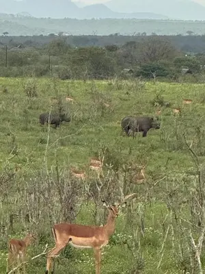 a deer standing in a field with a herd of elephants at Beautiful Home Mjejane Private Game Reserve in Hectorspruit