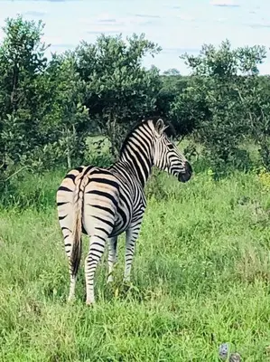 a zebra standing in a field of grass at Beautiful Home Mjejane Private Game Reserve in Hectorspruit