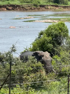 an elephant standing in the bushes next to a river at Beautiful Home Mjejane Private Game Reserve in Hectorspruit
