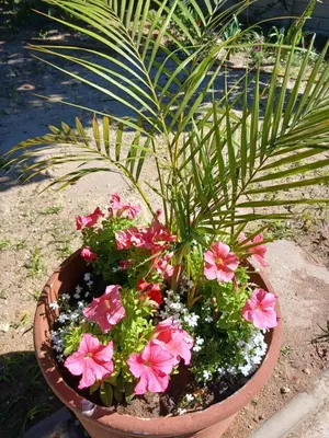 a potted plant with pink flowers in a pot at The Garden Cottage in Polokwane