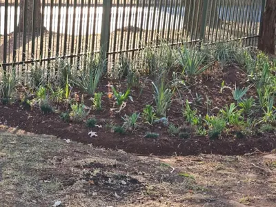 a garden with plants in front of a fence at Protea Guesthouse in Middelburg