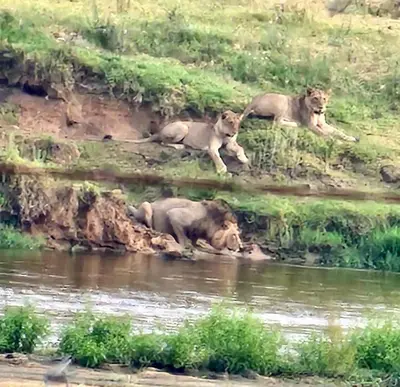 a group of lions laying in the grass near a river at Edjami Lodge in Marloth Park