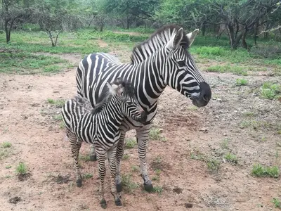 two zebras standing next to each other in a field at Edjami Lodge in Marloth Park