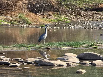 a bird standing on some rocks in the water at Die Boom Guest Farm in Boerboomskraal