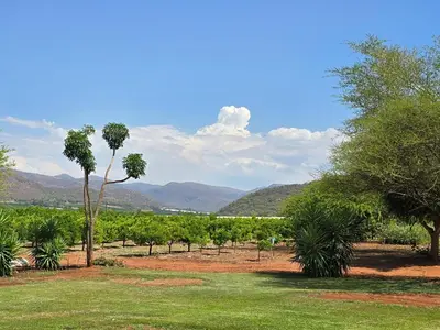 a field with trees and mountains in the background at Die Boom Guest Farm in Boerboomskraal