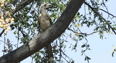 a bird sitting on a tree branch with its mouth open at Modubu Lodge in Bela-Bela
