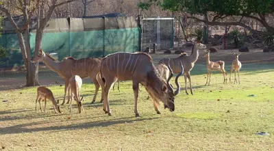 a group of gazelles and other animals in a field at Modubu Lodge in Bela-Bela