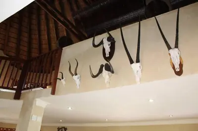 a group of antlers hanging on a wall at Zebula Lodge 132 in Mabula