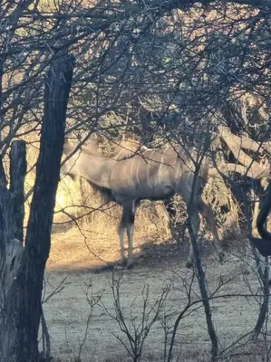 a animal standing in a field behind some trees at Zebula Lodge 132 in Mabula