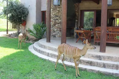a deer standing on the grass next to a house at Zebula Lodge 132 in Mabula