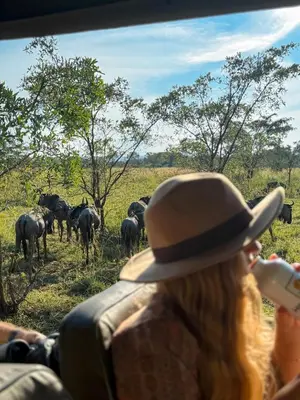 a group of people in a vehicle looking at a herd of animals at Honeyguide Conservation Lodge in Golders Green