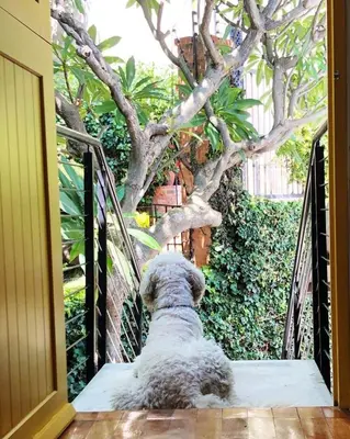 a dog sitting on a staircase looking at a tree at Apartments on Herbert Baker in Pretoria