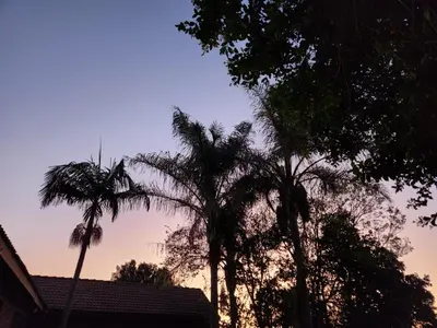 two palm trees in front of a house at Escape in Pretoria