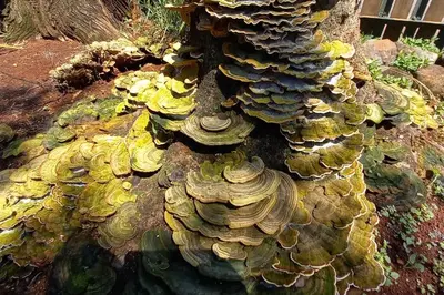 a tree that is covered in fungi at Bergsig Self-Catering Accommodation - Sabie in Sabie