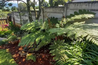 a garden with a large green plant next to a fence at Bergsig Self-Catering Accommodation - Sabie in Sabie