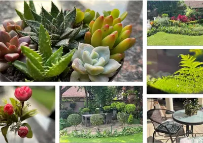 a collage of photos of different types of plants at The Lion Room at Frederick's Place in Pretoria