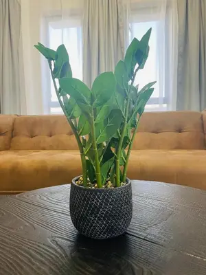 a plant in a pot sitting on a table at Apparent Self Catering in Boschrand