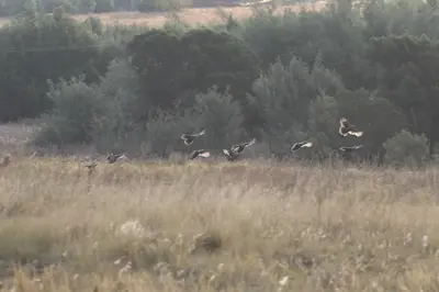 a flock of birds flying over a field at Kings 93 Cabins in Tierpoort