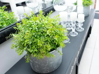 a plant in a pot on a table with glasses at Relmies Place in Modimolle