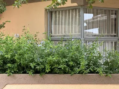 a window sill with a bunch of plants in front of a window at Soaring Summit Lodge in Ronaldsey
