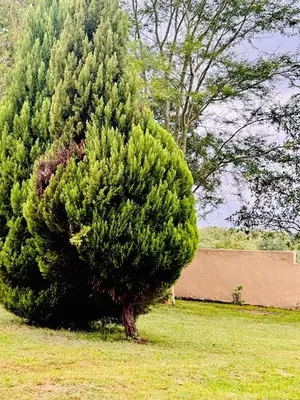 a large green bush in a field next to a tree at Soaring Summit Lodge in Ronaldsey