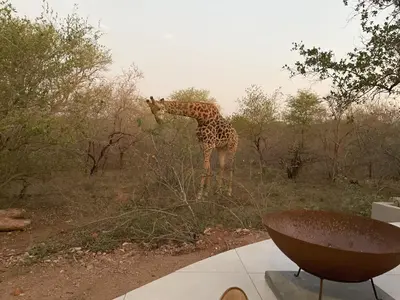 a giraffe standing in the middle of a field at Shomoro Rest in Marloth Park