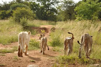 Gallery image of Ukutula Lion Lodge in Brits