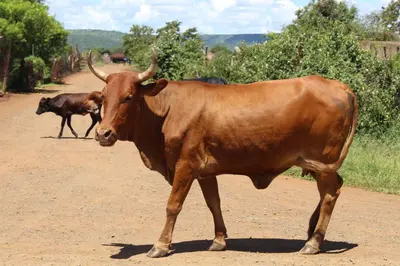 two brown cows walking down a dirt road at Steenbok Guesthouse in Steenbok