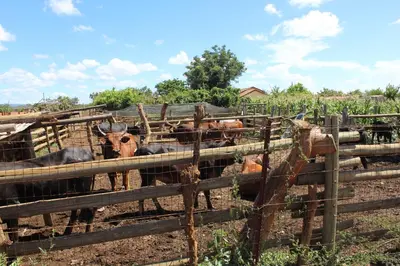 a group of cows standing in a fence at Steenbok Guesthouse in Steenbok