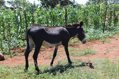 a black and white donkey walking on a dirt road at Steenbok Guesthouse in Steenbok