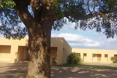 a large tree in front of a building at Steenbok Guesthouse in Steenbok