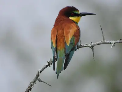 a colorful bird perched on a tree branch at Rhino Cottage in Marloth Park