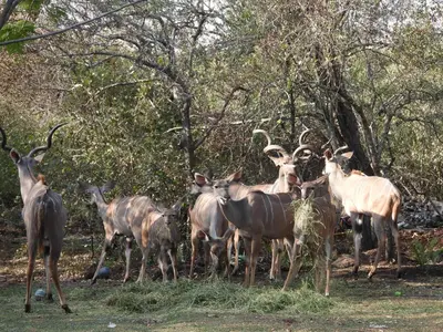 a group of animals standing next to each other at Rhino Cottage in Marloth Park