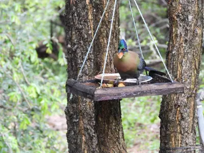 a bird sitting on a bird feeder on a tree at Rhino Cottage in Marloth Park
