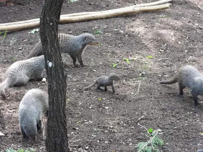 a group of animals standing around in the dirt at Rhino Cottage in Marloth Park