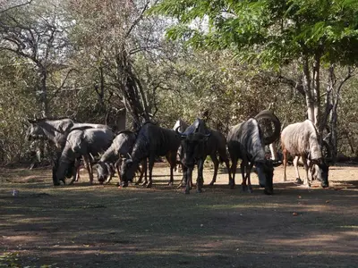 a herd of horses and sheep grazing in a field at Rhino Cottage in Marloth Park