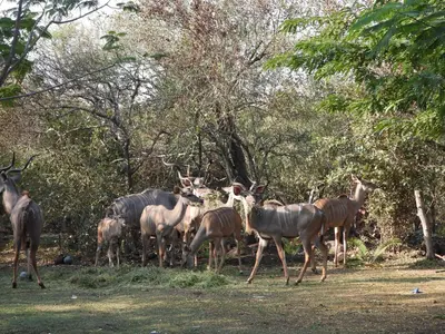 a group of antelopes walking in a field at Rhino Cottage in Marloth Park