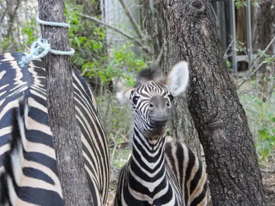 a baby zebra standing next to a tree at Rhino Cottage in Marloth Park