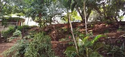 a garden with palm trees and a stone wall at Risima Guest Lodge Hazyview in Numbi