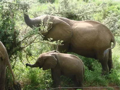 an adult elephant standing next to a baby elephant at Hennie's Rest in Malelane