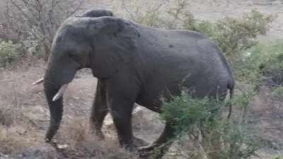 an elephant walking in the grass in a field at Hennie's Rest in Malelane