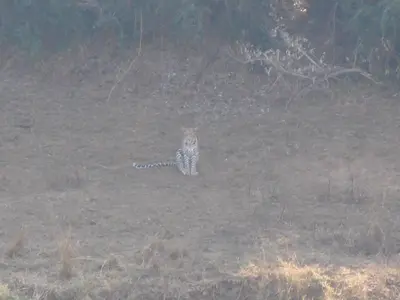 a cat sitting in the middle of a field at Hennie's Rest in Malelane