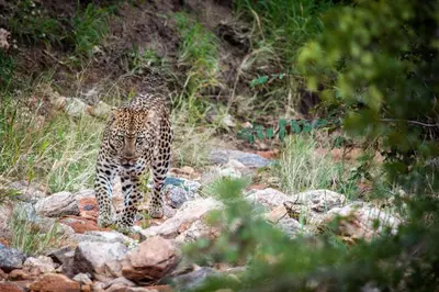 a jaguar walking on a pile of rocks at Garonga Safari in Makalali Game Reserve