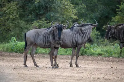 a couple of animals standing on a dirt road at Garonga Safari in Makalali Game Reserve