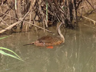 a duck swimming in the water in a pond at Mbaula lodge in Letaba Wildlife Reserve