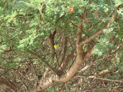 a tree with a yellow bird sitting on the branches at Mbaula lodge in Letaba Wildlife Reserve
