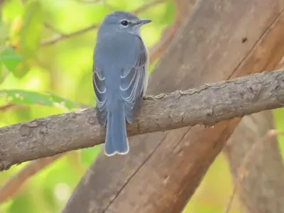 a blue bird sitting on a tree branch at Mbaula lodge in Letaba Wildlife Reserve