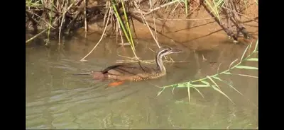 a duck swimming in the water in a pond at Mbaula lodge in Letaba Wildlife Reserve
